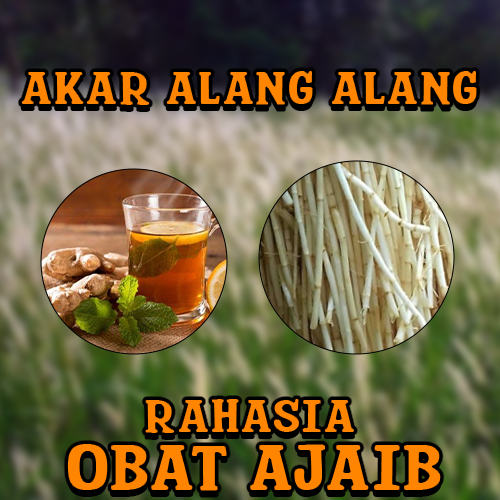 Akar Alang-Alang Rahasia Obat Ajaib