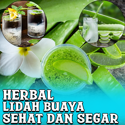 Lidah Buaya : Potensi Herbal Tersembunyi