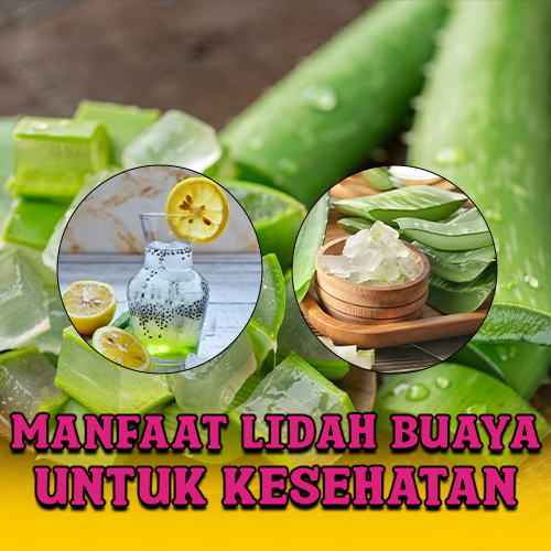 Lidah Buaya : Potensi Herbal Tersembunyi