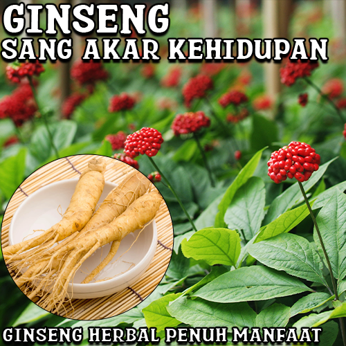 Ginseng Herbal Penuh manfaat