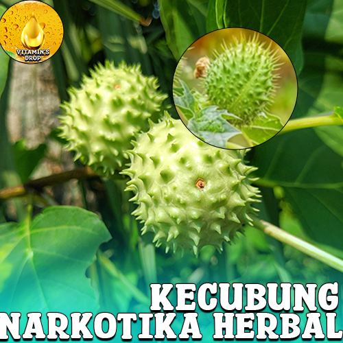 Daun Kecubung: Narkotika Herbal? Adakah Manfaatnya?