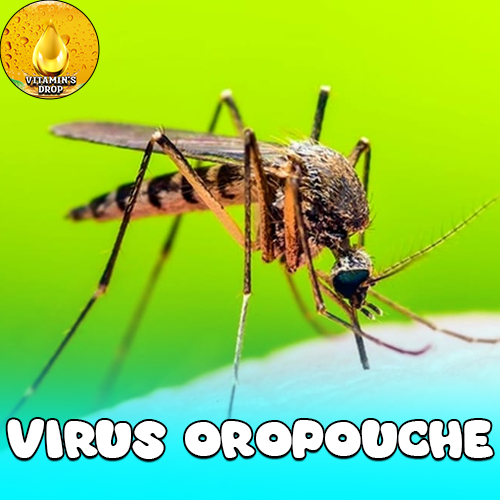 Virus Oropouche dan Demam Berdarah Mirip Namun Beda