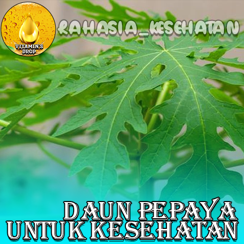 Daun Pepaya Penuh dengan Manfaat Bagi Kesehatan