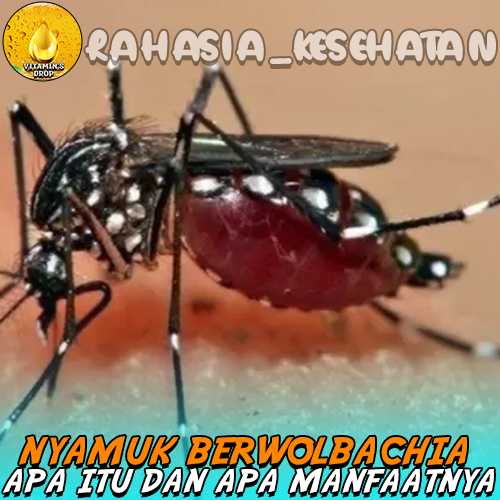 Nyamuk Berwolbachia Apa Itu dan Apa Manfaatnya?