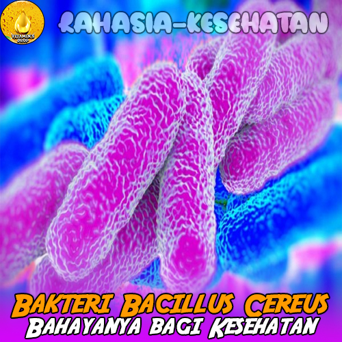 Bakteri Bacillus Cereus dan Bahayanya bagi Kesehatan