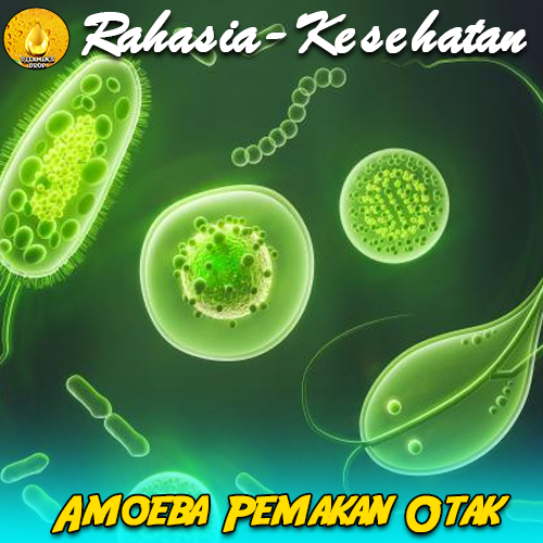 Amoeba Pemakan Otak? Emang Ada? Di Sungai? Ini Faktanya!