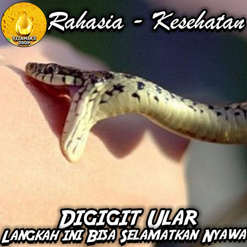 Apa yang Harus Dilakukan Saat Digigit Ular: Lakukan Langkah Cepat!