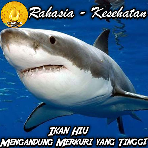 Kenapa Ikan Hiu Mengandung Merkuri yang Tinggi?