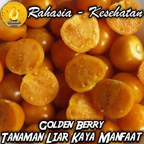 Golden Berry: Tanaman Liar yang Kaya Manfaat untuk Kesehatan